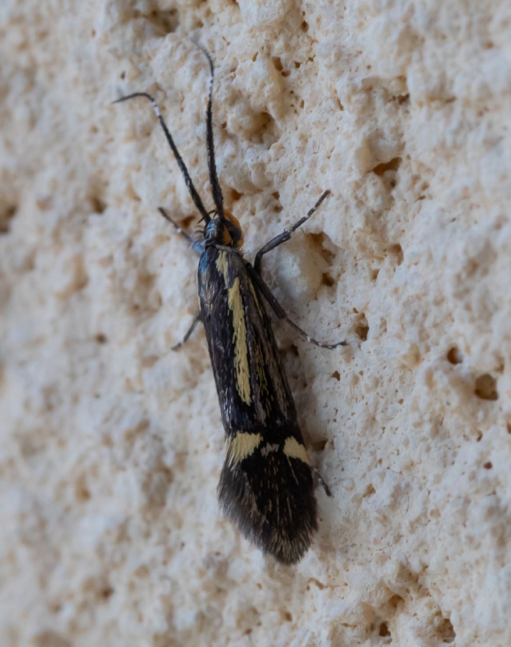 A quale specie appartiene? Esperia sulphurella - Oecophoridae